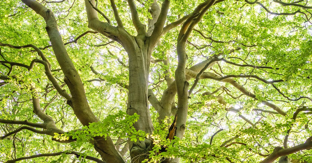 How much does it cost to cut down a tree in Massachusetts?